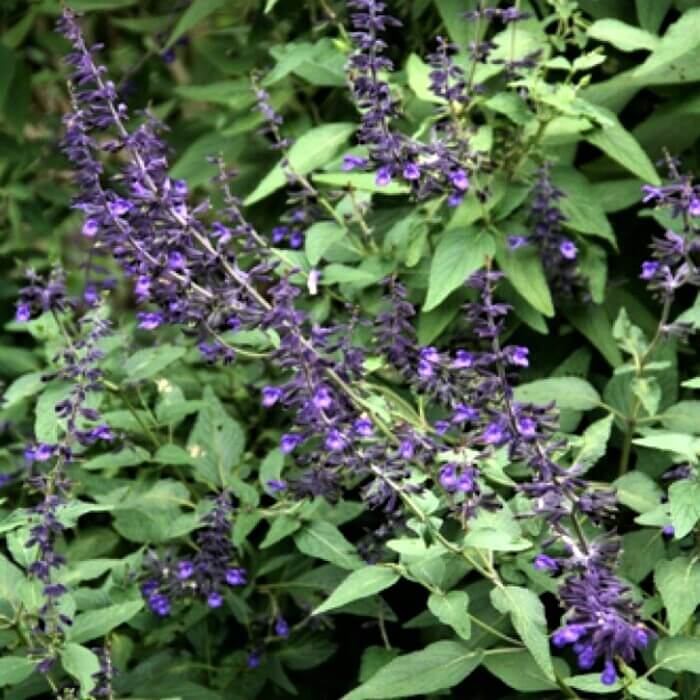 Salvia ‘anthony Parker